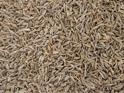 Comino en grano