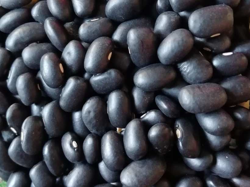 Poroto Negro