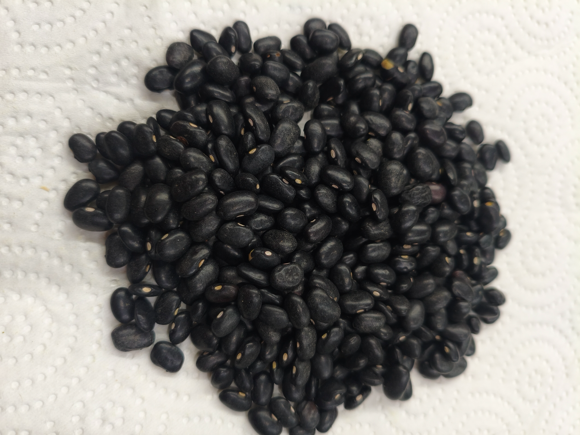 Poroto negro.