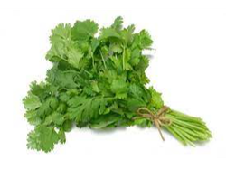 CILANTRO BOLSITA