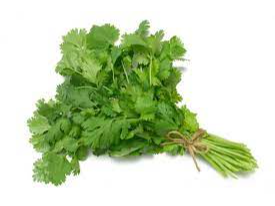 CILANTRO HIDROPONICO