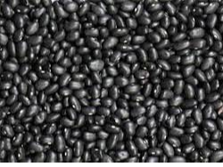 Poroto negro