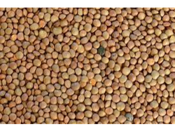 Lentejas Premium