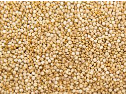 Semilla de quinoa nacional