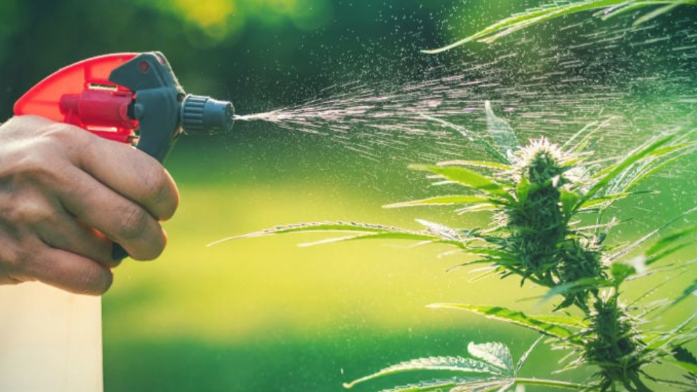 Insecticidas y preventivos