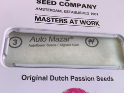 Auto Mazar – Dutch Passion (Autofloreciente)