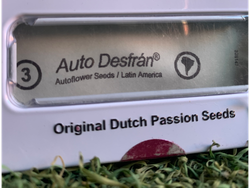 Auto Desfran – Dutch Passion (Autofloreciente, Feminizada)