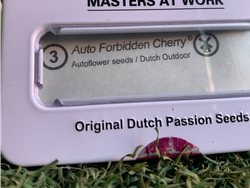 Auto Forbidden Cherry – Dutch Passion (Autofloreciente)