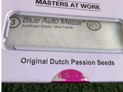 Blue Auto Mazar – Dutch Passion (Autofloreciente)