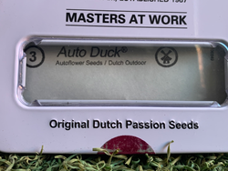 Auto Duck – Dutch Passion (Autofloreciente)