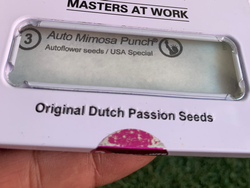 Auto Mimosa Punch – Dutch Passion (Autofloreciente)