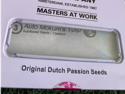 Auto Mokum’s Tulip – Dutch Passion (Autofloreciente)