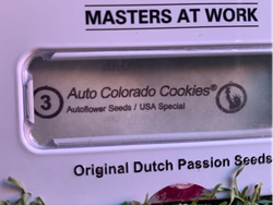 Auto Colorado Cookies – Dutch Passion (Autofloreciente)
