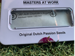 CBD Auto Charlotte’s Angel – Dutch passion