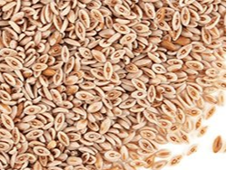 Psyllium