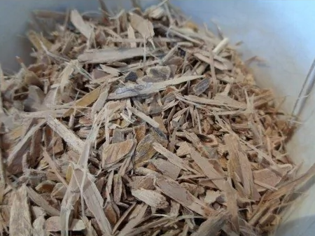 Chañar