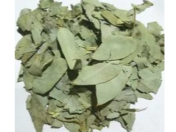 Eucalipto