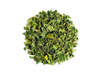 Moringa