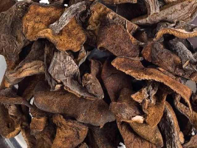 Hongos de pino