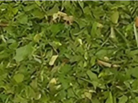 Oregano