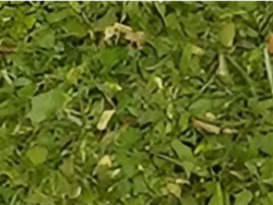 Oregano