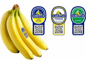 BANANA ECUADOR