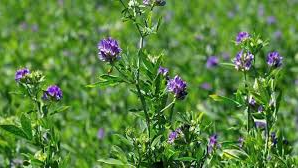 Alfalfa