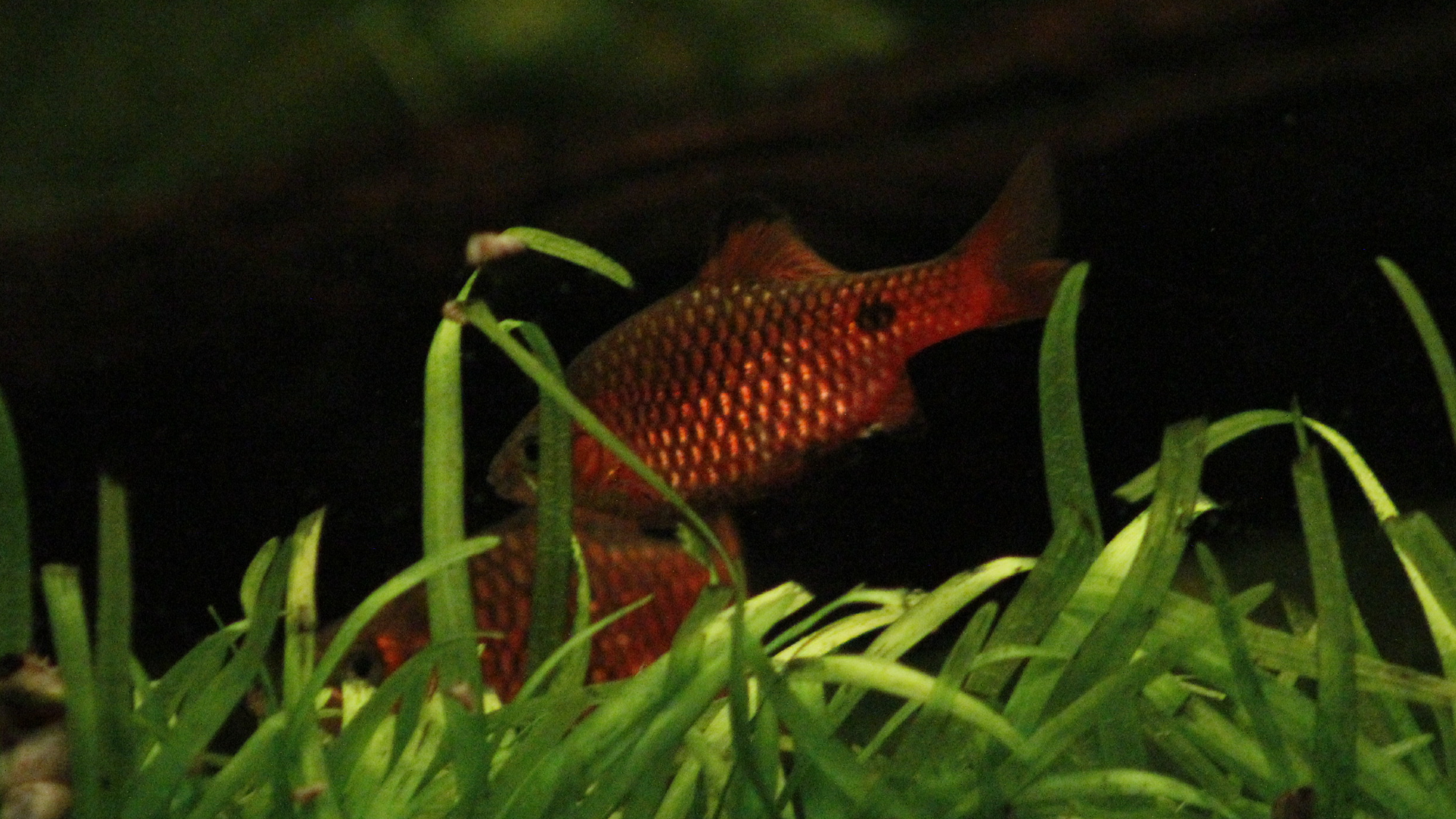 PECES