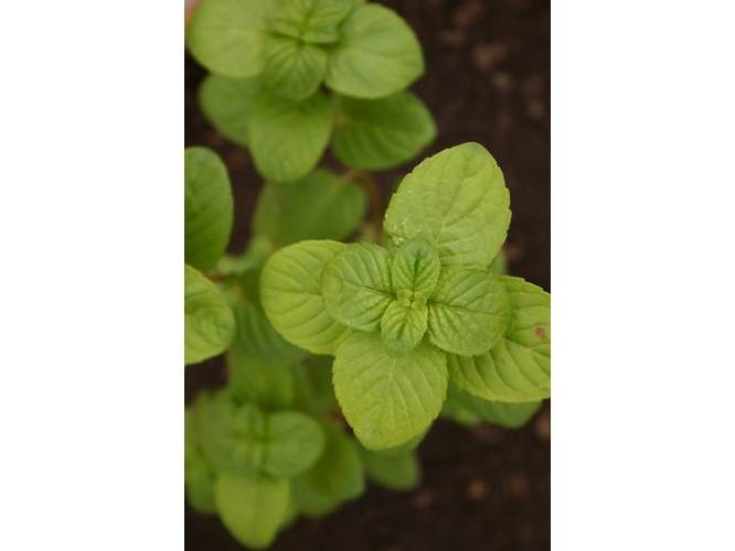 Menta