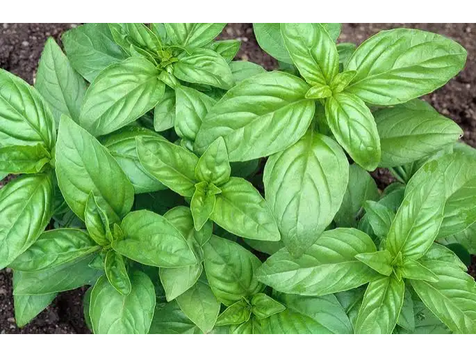 Albahaca