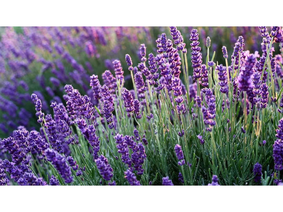 Lavanda
