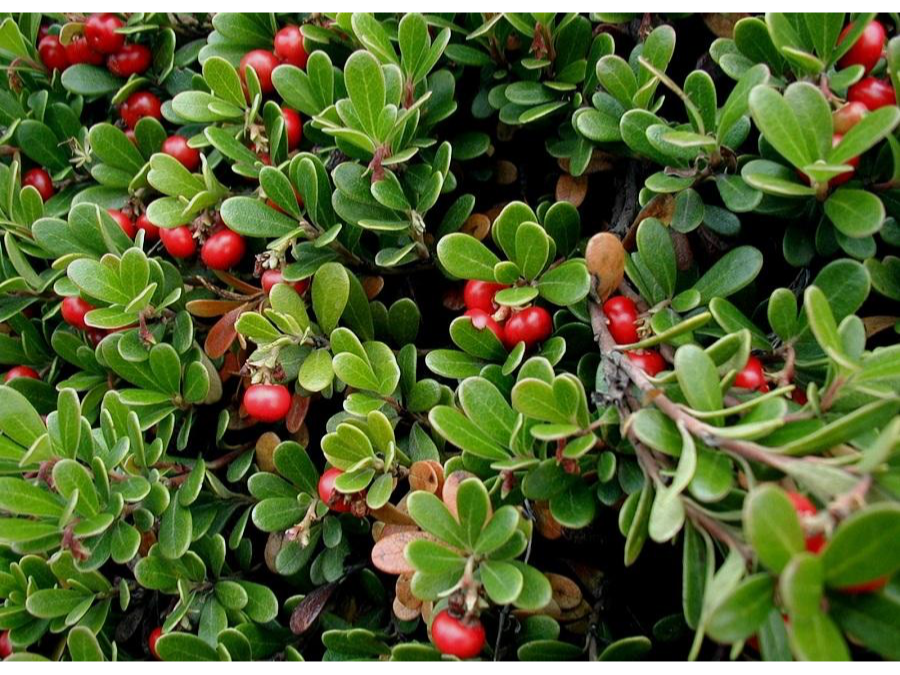 Uva Ursi