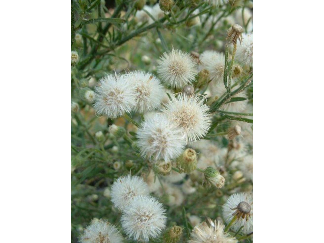 Yerba carnicera