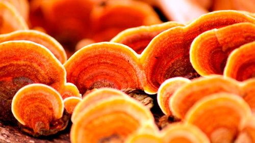 Hongos y otros adaptógenos