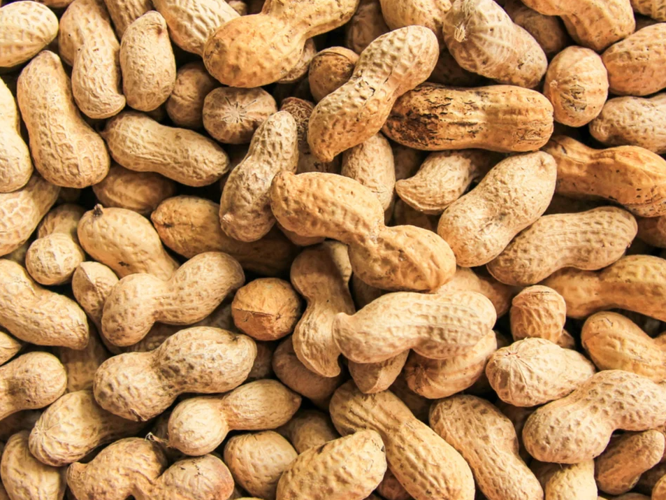 Maní con cascara