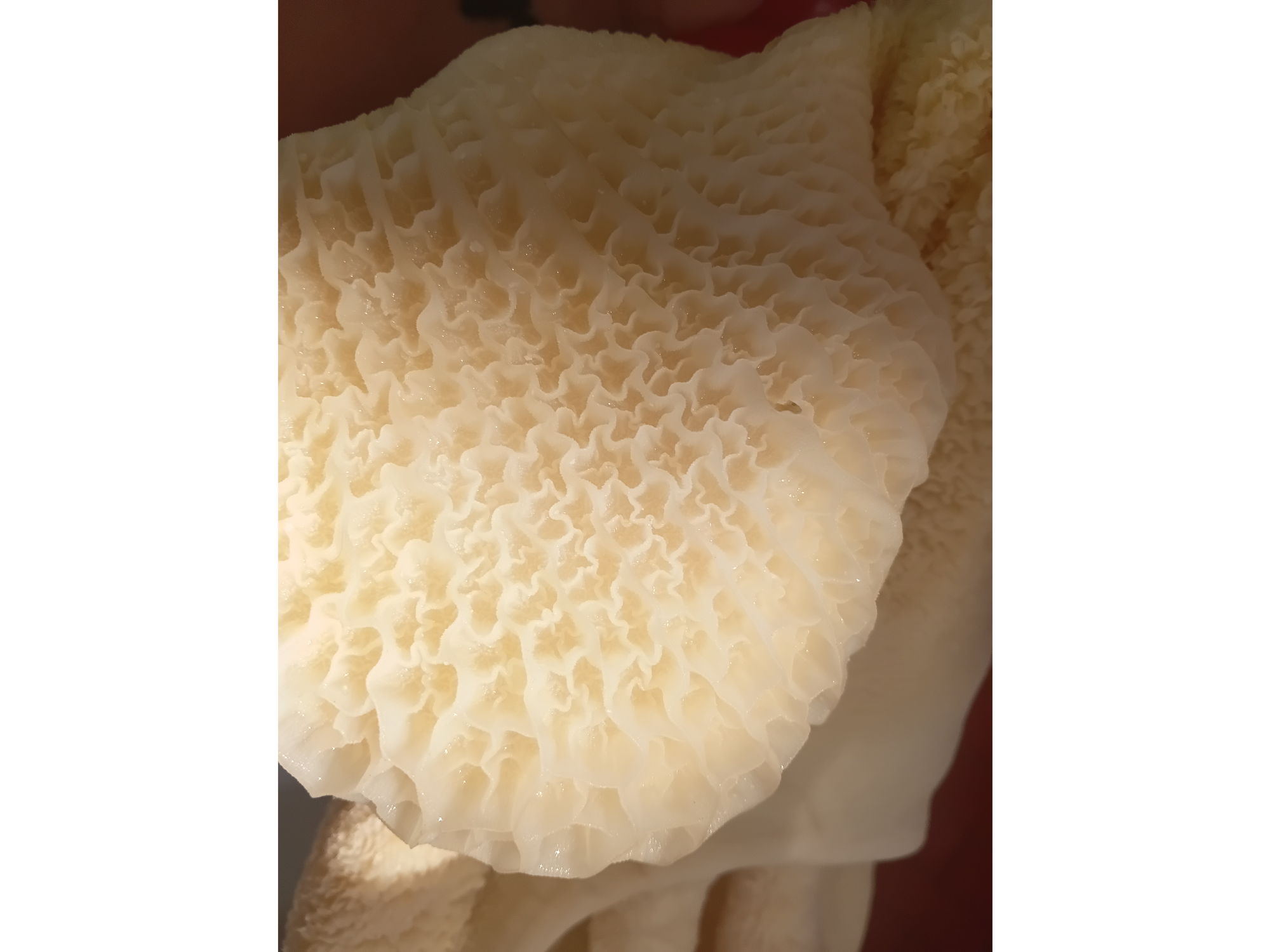 Mondongo