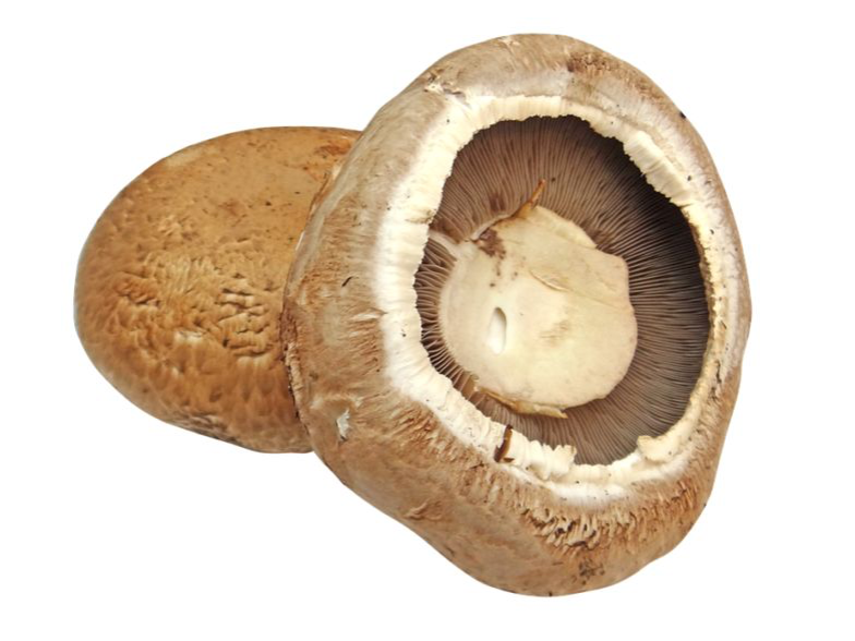 HONGOS DE PINO BOLLETUS