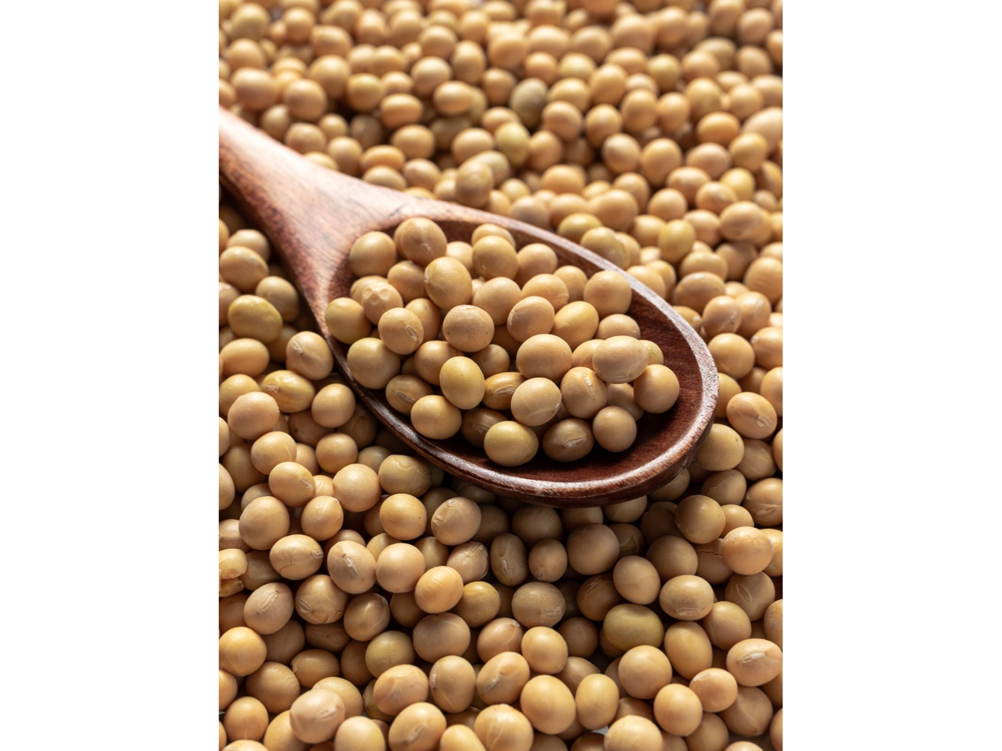 POROTO DE SOJA