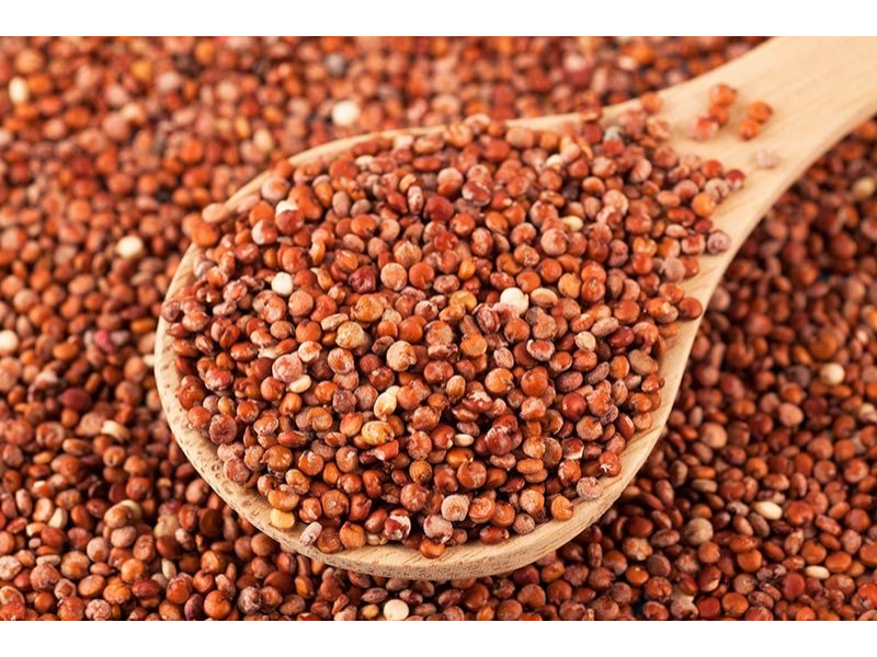 QUKNOA ROJA