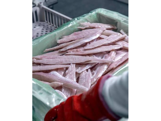 MERLUZA S/ESPINAS IQF X 10KG