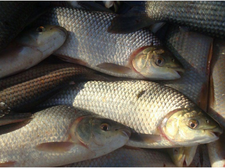 Sabalo Entero al Peso Cong. kg