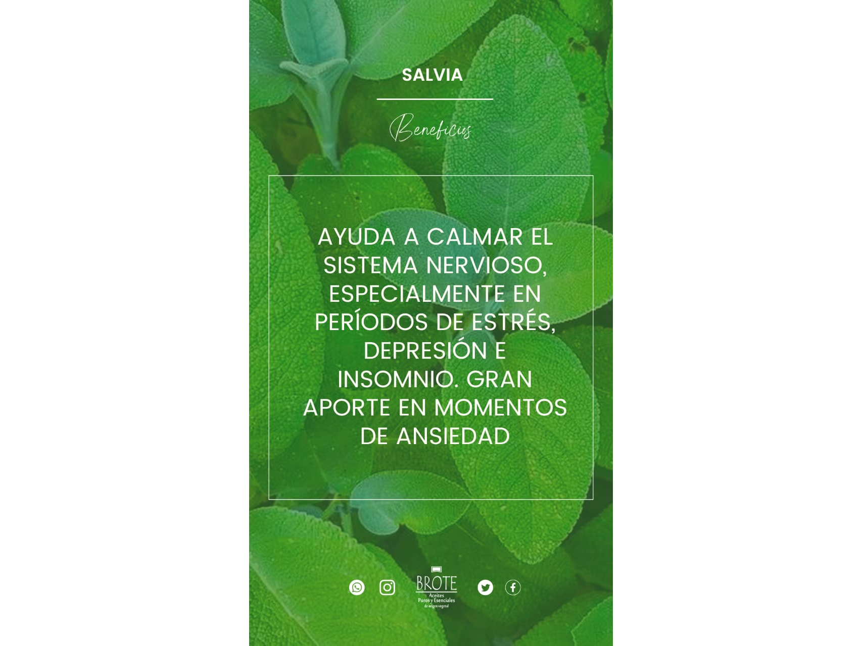 SALVIA x 10 ML