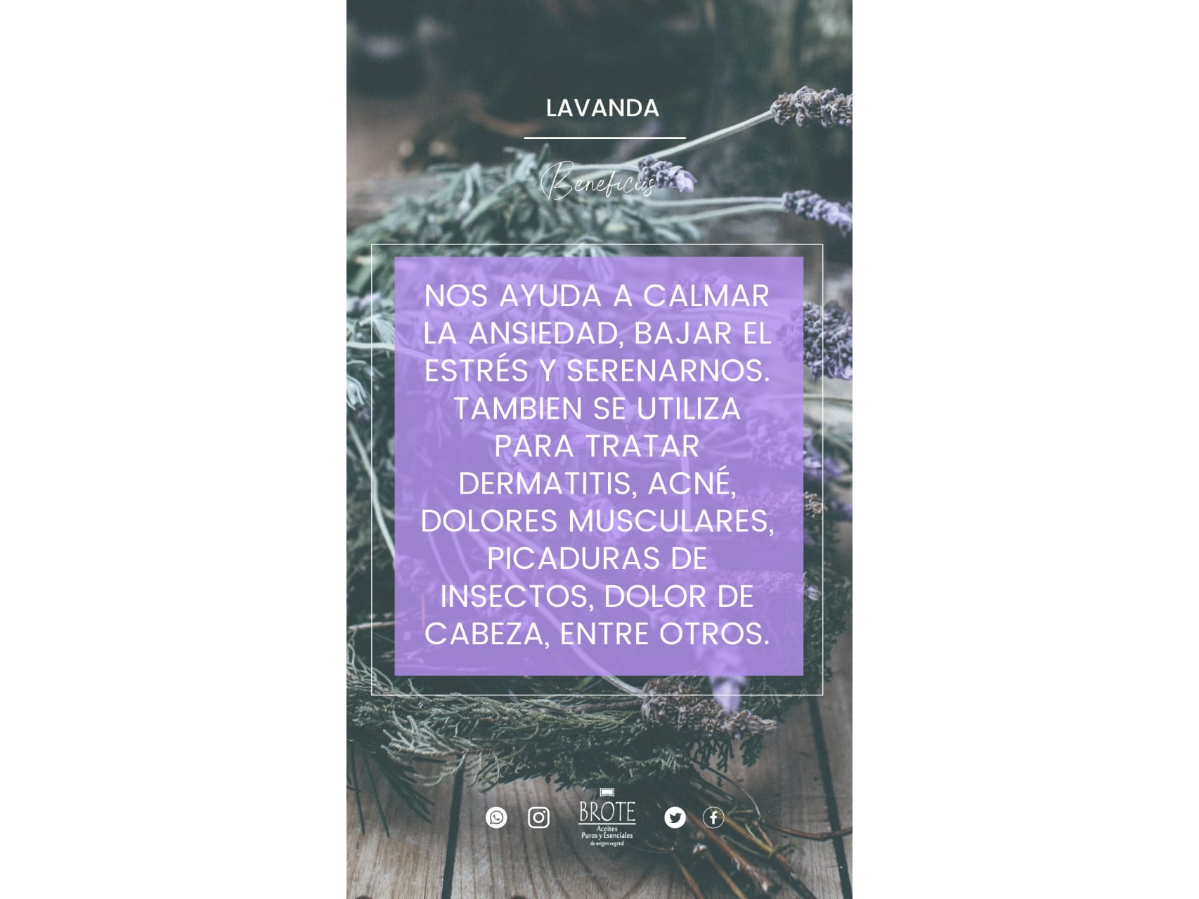 LAVANDA x 10 ML