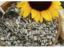 GIRASOL CON CASCARA