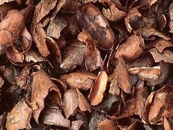 CASCARILLA DE CACAO