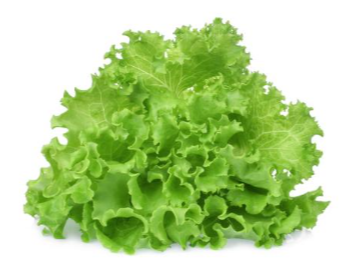 LECHUGA CRESPA / FRANCESA