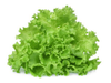 LECHUGA CRESPA / FRANCESA
