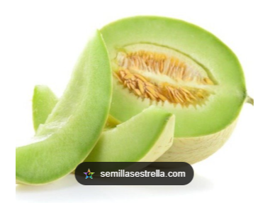 MELON ROCIO DE MIEL