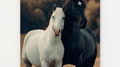 CABALLOS