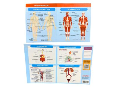 LAMINA CUERPO HUMANO